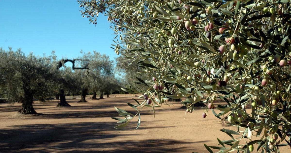 La sequera reduirà a la meitat la collita d olives del Baix Ebre i el