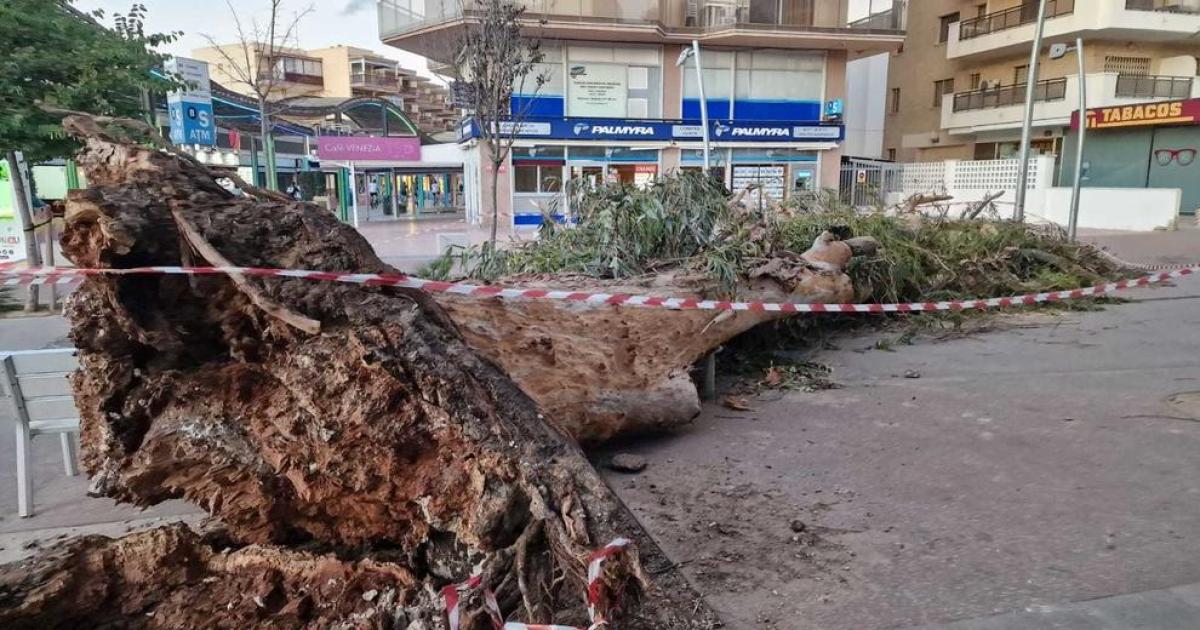 Cae un árbol de grandes dimensiones en la avenida Carles Buigas de Salou