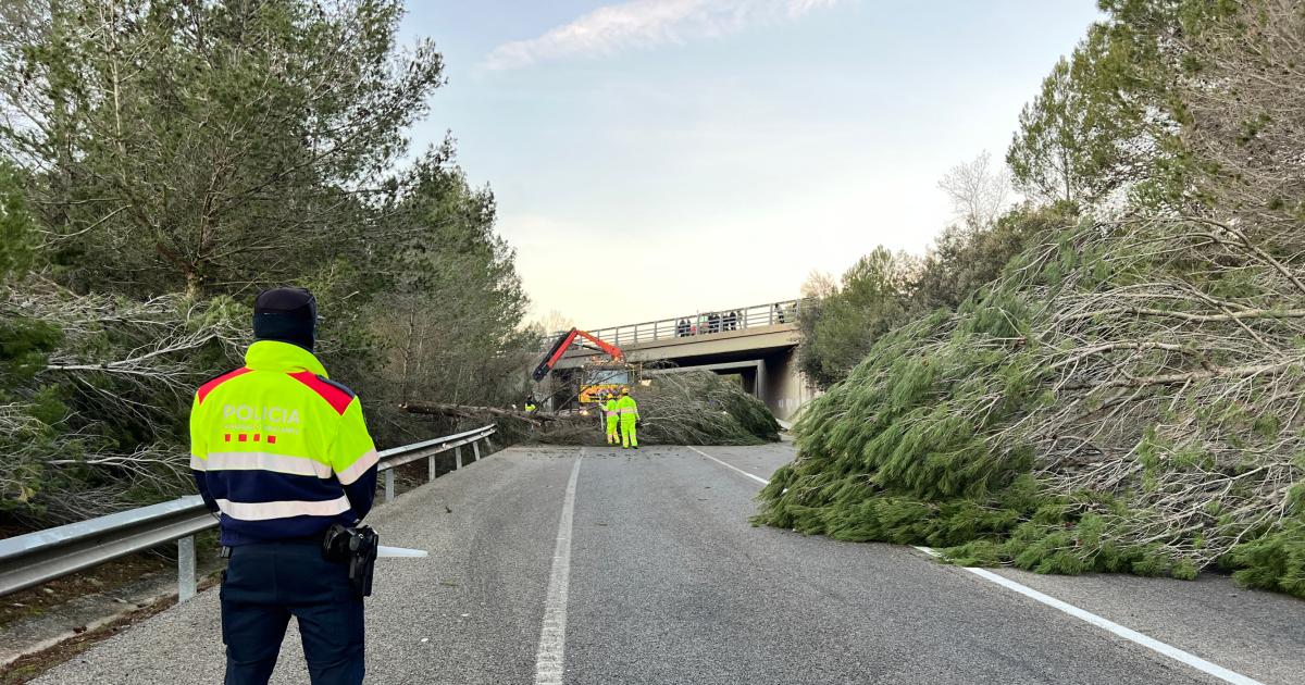 Un Motorista Ferit En Xocar Contra Un Arbre Que Hi Havia Al Mig De La N