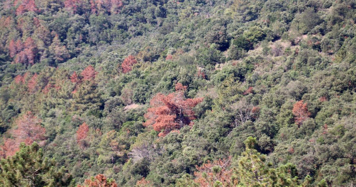 Talarán los pinos afectados por una plaga de insectos y por la sequía ...
