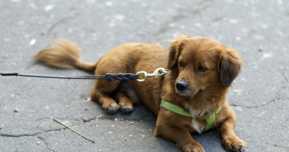 Galicia: Multan Con 500 Euros A Una Joven Por Dejar A Su Perro Atado En ...