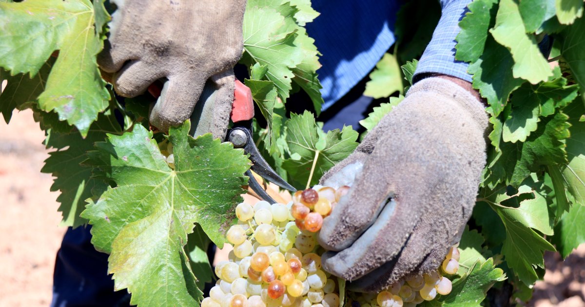 La DO Terra Alta sufre «una de las caídas más grandes de la historia» a
