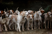 Imagen de varios perros.