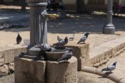 Els coloms van del nucli urbà a les instal·lacions portuàries, on abunden les matèries primeres.