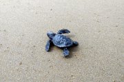 Una cria de tortuga careta.