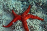 Imatge d'una estrella de mar