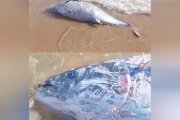 Aparece un atún rojo en la playa de l'Arrabassada de Tarragona.