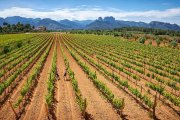 La Terra Alta ha sido reconocida por elaborar el mejor vino blanco de España.