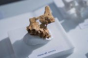 Fragment d'os facial humà descobert per l'IPHES i que seria el més antic d'Europa occidental.