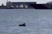 L'aleta d'un dels dofins que ha entrat nedant al Port de Tarragona.