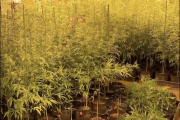 Imatge de la plantació il·legal al local de l'Eixample