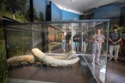 Restes de defenses de mamut, la ‘joia de la corona’ del nou Espai Mammuthus de la Canonja.