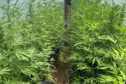 Algunes de les plantes de marihuana feien més d'un metre i mig d'alçada.