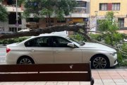 Arbre caigut a l'Avinguda Catalunya