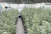 Imatge d'una de les plantacions del grup criminal