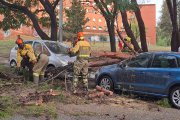 Arbres caiguts a Ripollet a causa de la pluja