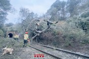 Imatge de l'arbre caigut a les vies de tren a l'Argentera.