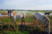 La Isla de Buda es hogar de los caballos salvajes de la Camarga.