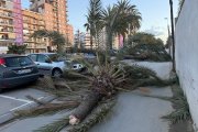Arbre caigut a Mataró.