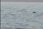 Imatge d'un dels dofins a la platja de l'Arrabassada.