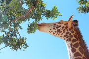 El càmping Sangulí de Salou celebrarà el seu 45è aniversari l'any que ve amb l'obertura d'una nova àrea tematitzada. El continent africà és el que inspira els nous allotjaments i la zona d'oci d'una ampliació que ocuparà 70.000 metres quadrats.