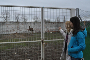 Faada i El Hogar Animal Sanctuary rescaten un cèrvol femella de Zamora