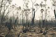 Austràlia, afectada per una onada de grans incendis. Imatges de la fotoperiodista reusenca Anna López.