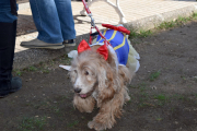 Desfilada de disfresses canines del segon concurs organitzat per l'associació Galgo112.