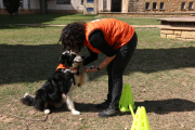 Terapia con perros en el Barnahus