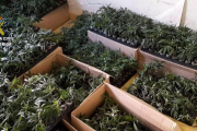 Es van interceptar més de 2000 esqueixos de marihuana transportats en capses de cartró.