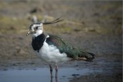 Fredeluga (Vanellus vanellus), una de les espècies de limícoles més afectades per l'assecament hivernal dels arrossars. Autor: David Bigas.