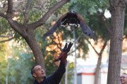 El falcó volant aquest dimarts a la plaça de la Llibertat.