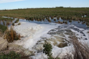 Inundació amb aigua salada per lluitar contra el caragol maçana i complir els requisits dels ajuts agroambientals en un camp d'arròs al terme de Sant Jaume d'Enveja.