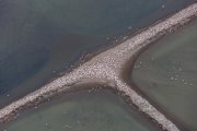 Foto aèria de la colònia de flamenc en un dic de les salines de la Trinitat, al Parc Natural del Delta de l'Ebre.