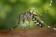 Un mosquit tigre adult només és capaç d'explorar volant uns pocs centenars de metres.