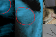 Imatges de les radiografies de l'animal i les agulles que li van extreure.