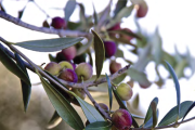 Les oliveres seran les protagonistes d'aquesta jornada tècnica agrícola.