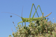 Imatge de la llagosta amenaçada trobada al Parc Natural dels Ports.