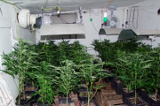 Imatge de la plantació indoor de marihuana amb 77 plantes,