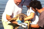 Alliberament d'una tortuga babaua el passat mes de novembre.