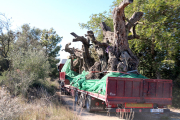 Un dels camions carregat amb oliveres mil·lenàries a Ulldecona.