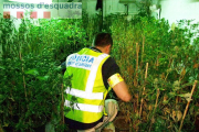 Els agents van localitzar 293 plantes de marihuana a l'interior de la casa.