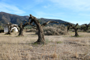 Pla general de la finca d'Ulldecona on l'empresa propietària ha efectuat treballs previs per arrencar i comercialitzar les oliveres centenàries i milenàries. Imatge del 23 de gener de 2018