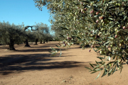 Imatge d'un camp d'oliveres al Montsià.