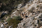 Imatge d'arxiu del Parc Natural dels Ports.