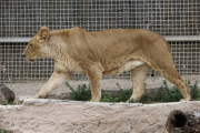 Una de les lleones del Zoo de Barcelona.