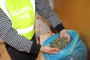 imatge d'arxiu dels cabdells de marihuana intervinguts en el registre.