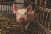 Un porc en una explotació industrial.