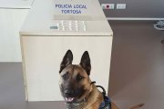 Una unitat canina va trobar 18 paperines de substàncies estupefaents al vehicle de l'arrestat.