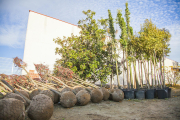 Es col·locaran 100 nous arbres als carrers de la ciutat.